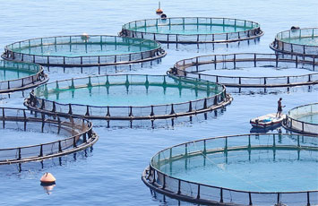 ozone for fish aquaculture